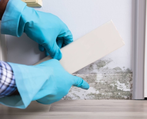 Mold Testing